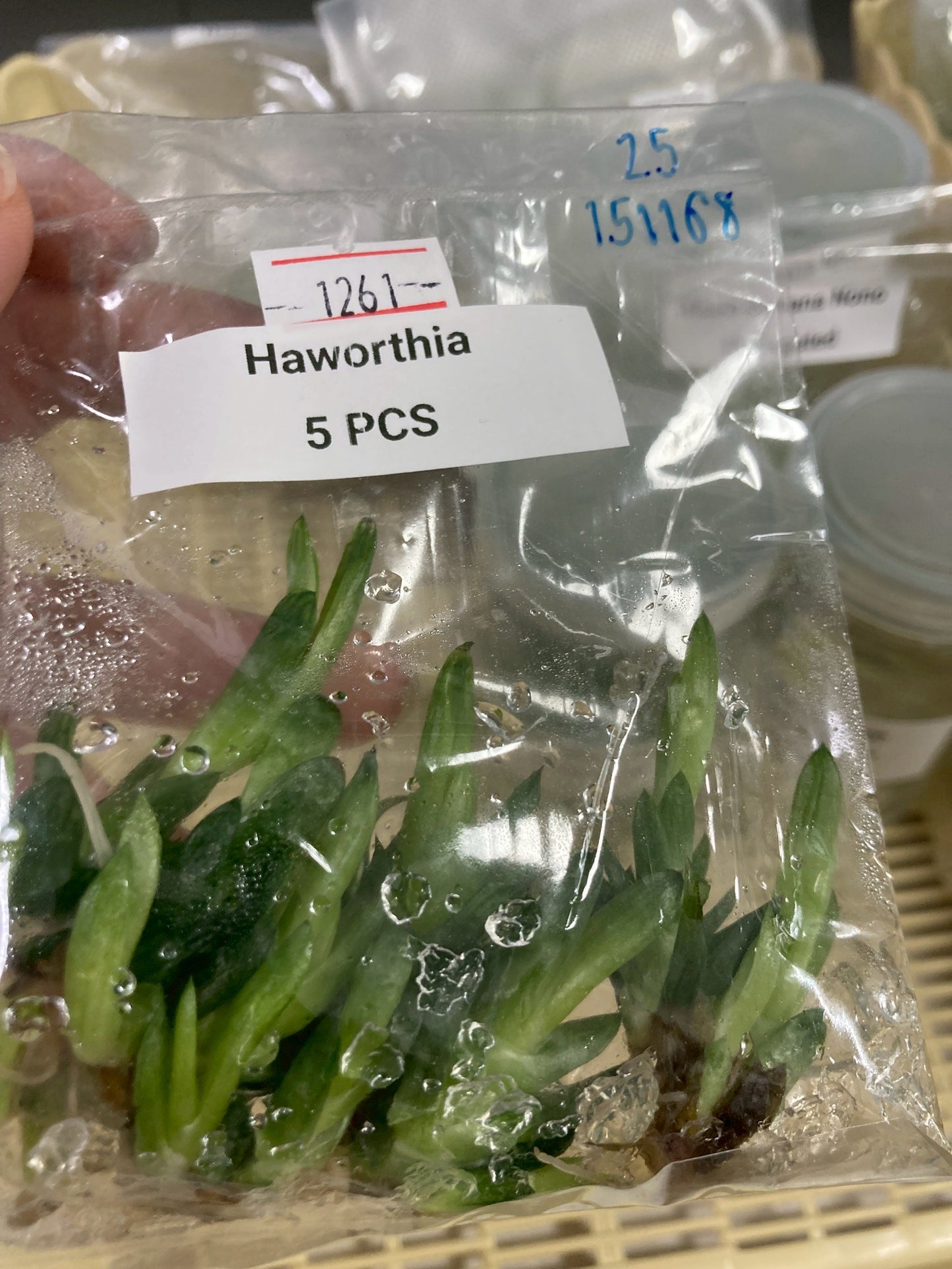 [Valentine's day SALE !!!] Haworthia TC $0.4 / 1 Plant [Bag 5 plants $2]