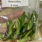 [Valentine's day SALE !!!] Haworthia TC $0.4 / 1 Plant [Bag 5 plants $2]