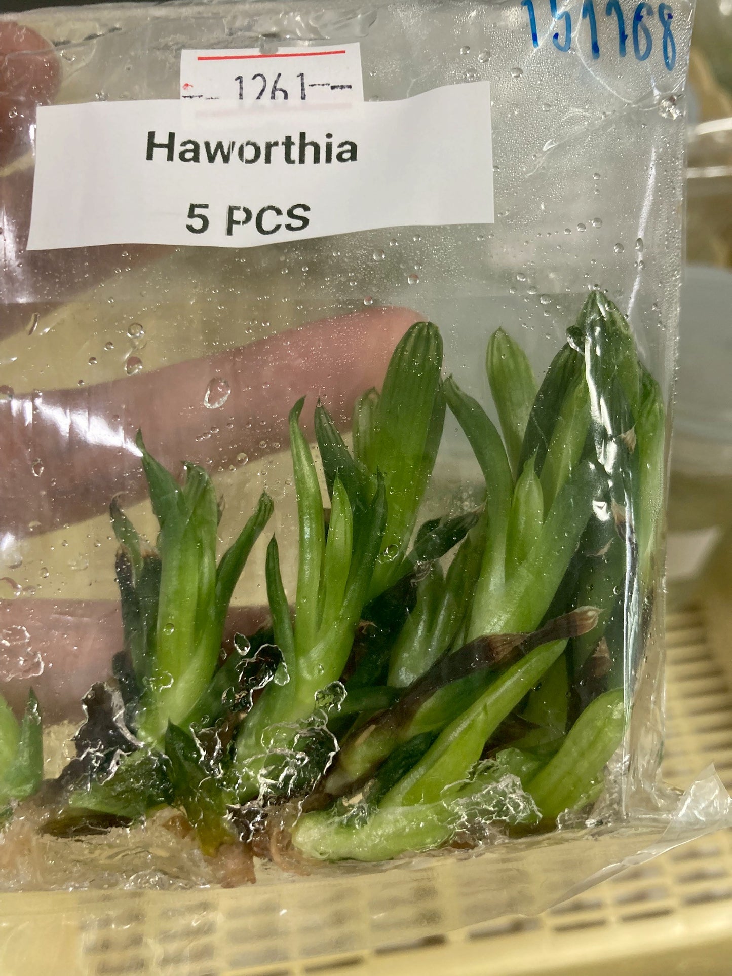 [Valentine's day SALE !!!] Haworthia TC $0.4 / 1 Plant [Bag 5 plants $2]