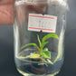 Philodendron Florida Beauty x Mayoi Variegated Tissue Culture Plant 1 PCS.