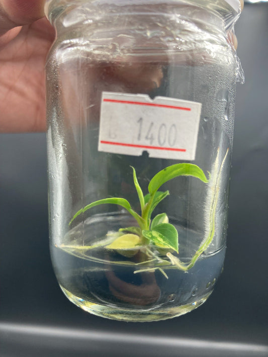 Philodendron Florida Beauty x Mayoi Variegated Tissue Culture Plant 1 PCS.