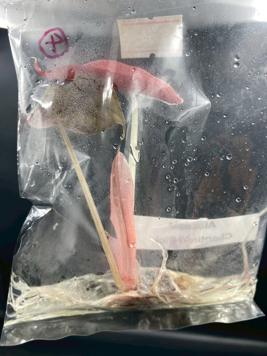 Alocasia Chantrieri Pink Variegated Tissue Culture Plant 1 PCS.