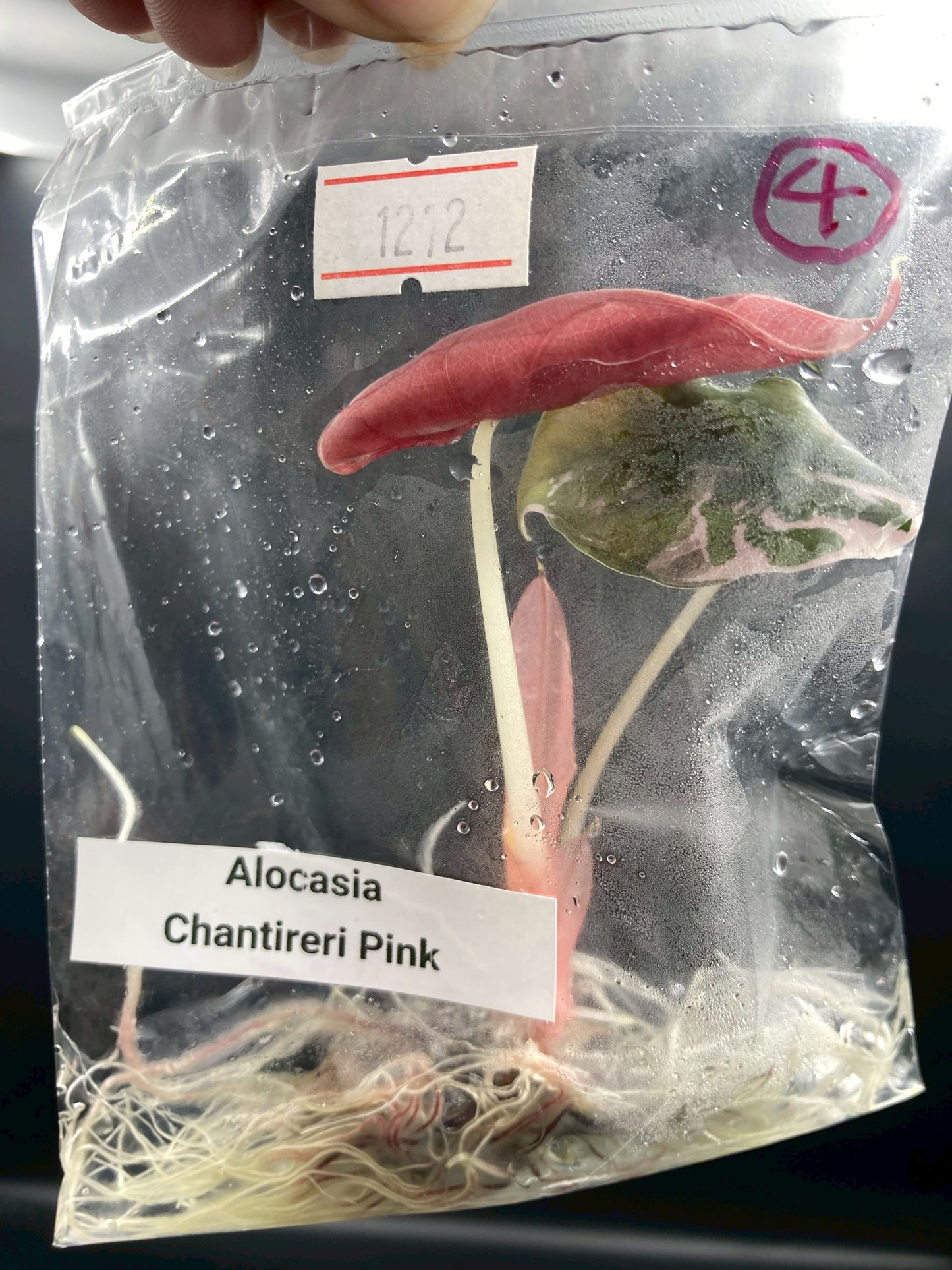 Alocasia Chantrieri Pink Variegated Tissue Culture Plant 1 PCS.