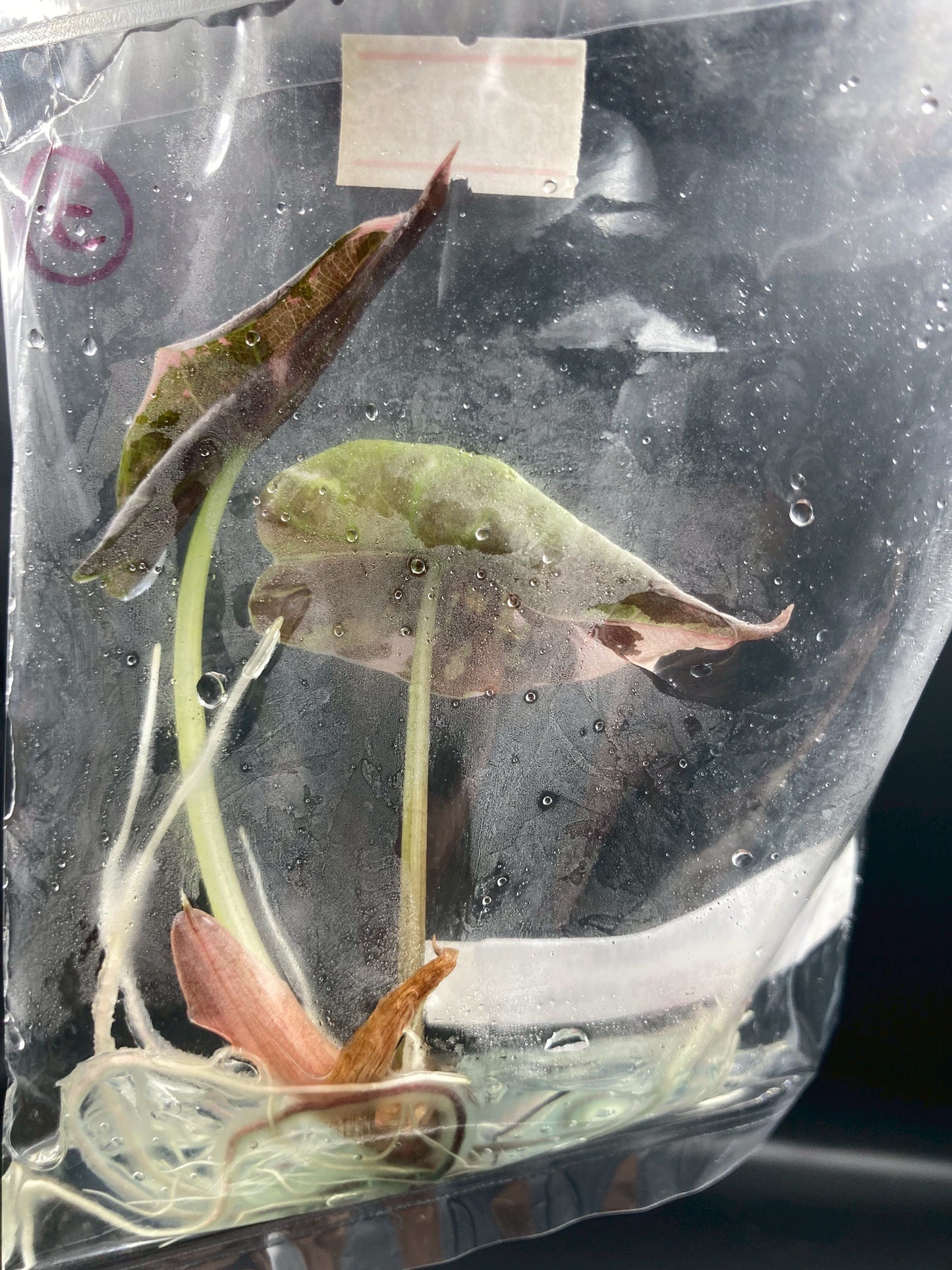 Alocasia Chantrieri Pink Variegated Tissue Culture Plant 1 PCS.