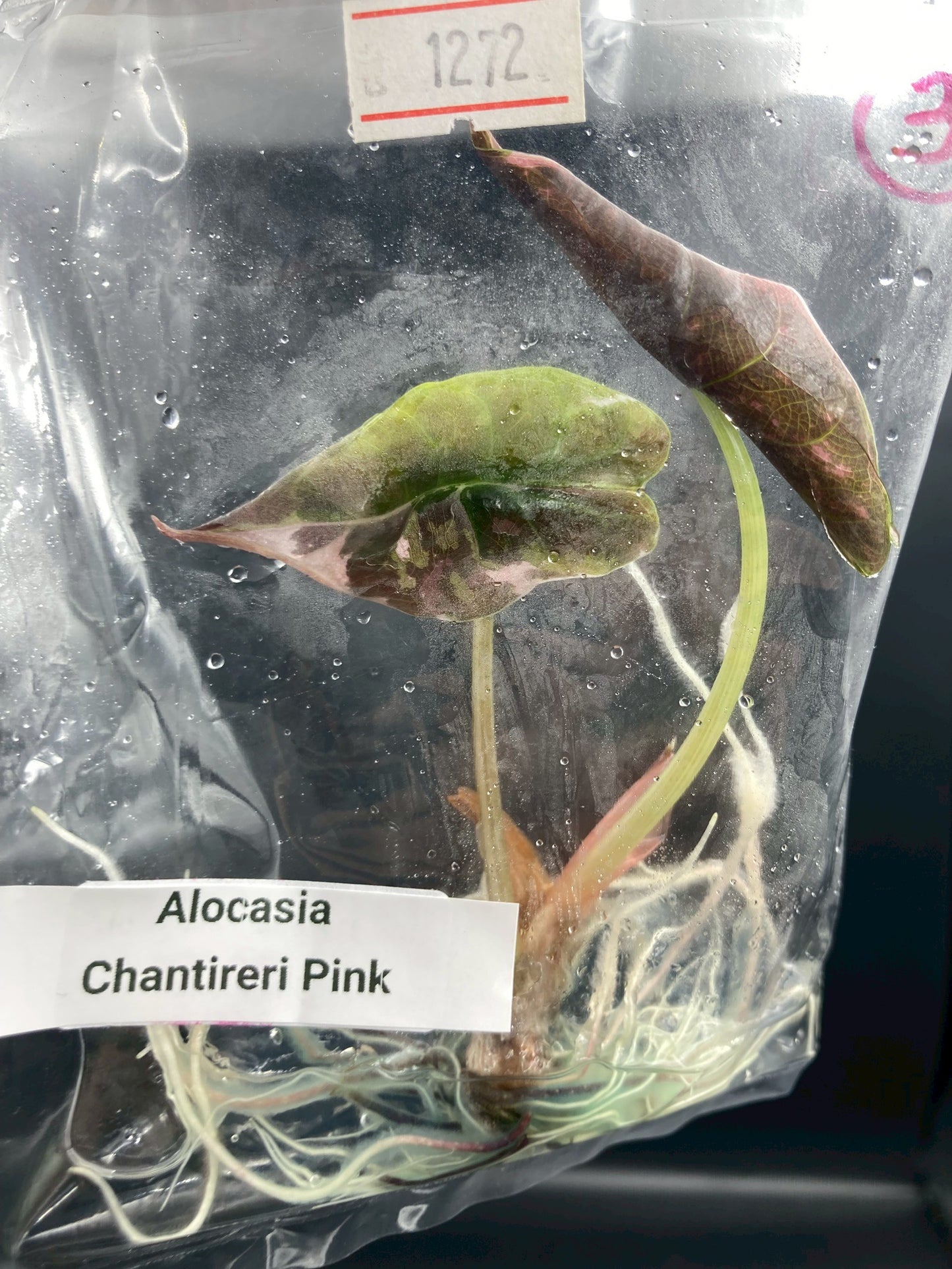 Alocasia Chantrieri Pink Variegated Tissue Culture Plant 1 PCS.