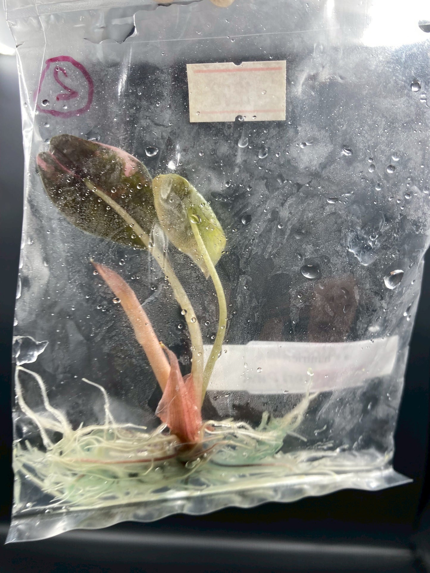 Alocasia Chantrieri Pink Variegated Tissue Culture Plant 1 PCS.