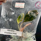 Alocasia Chantrieri Pink Variegated Tissue Culture Plant 1 PCS.