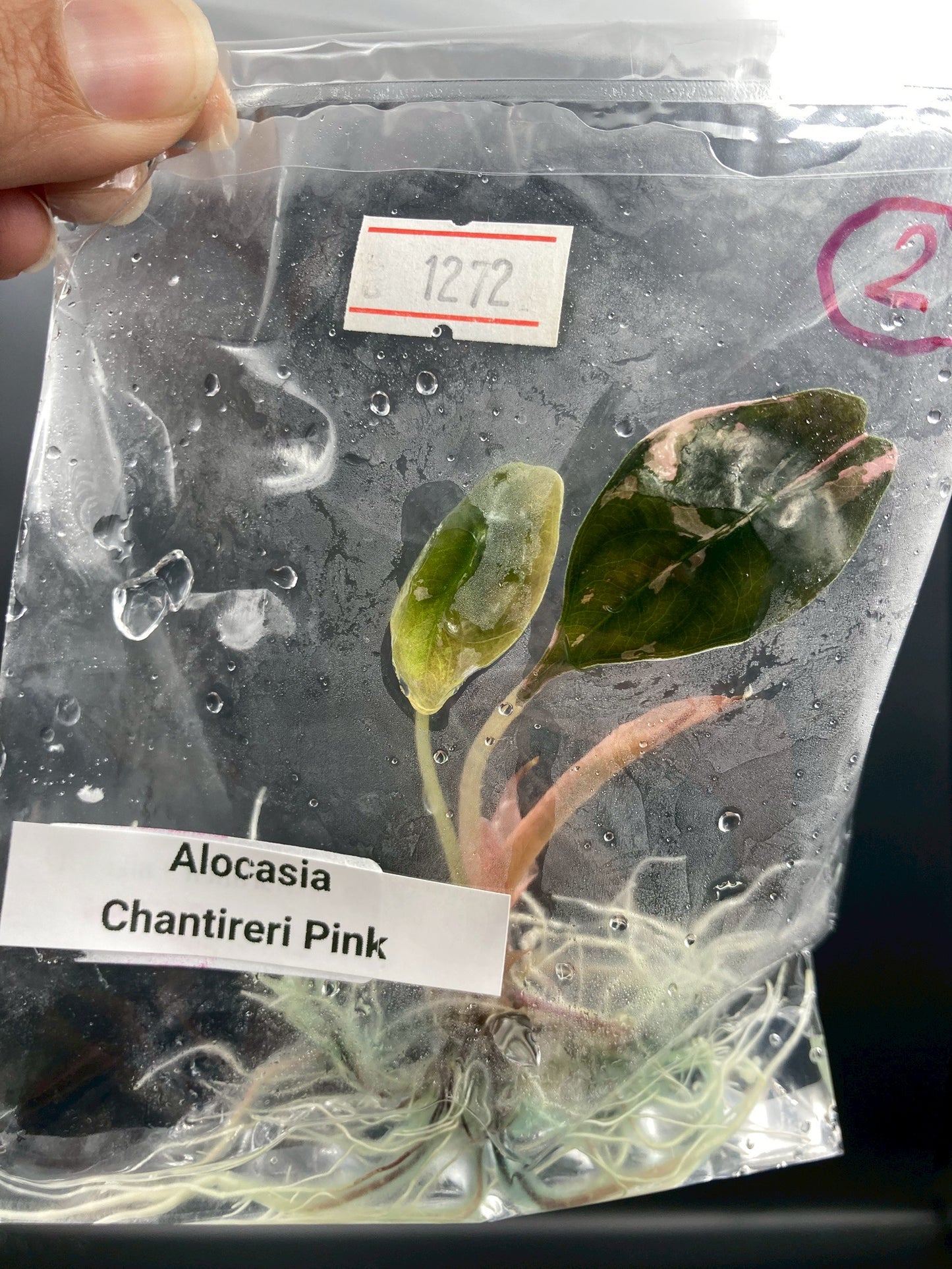 Alocasia Chantrieri Pink Variegated Tissue Culture Plant 1 PCS.
