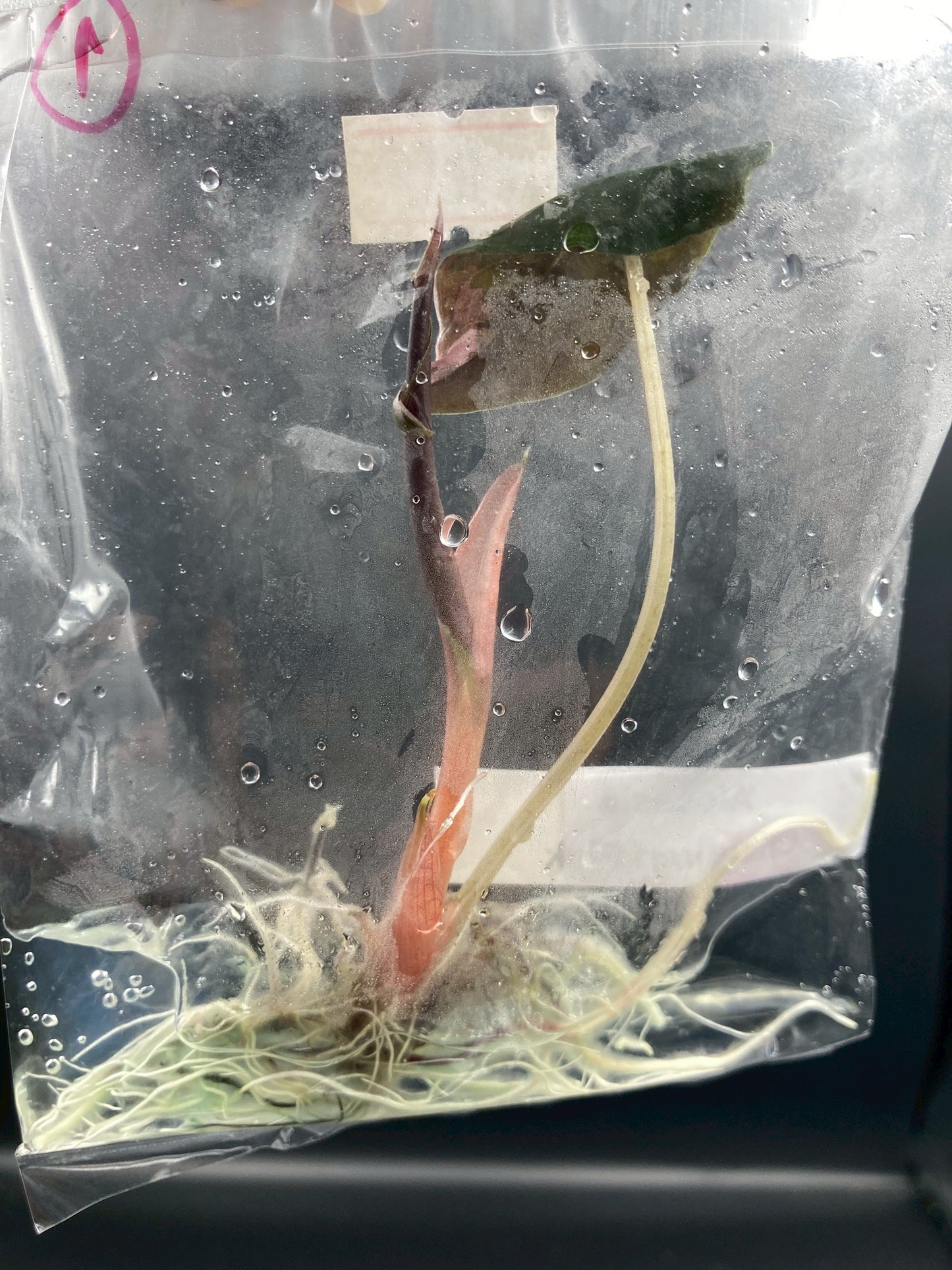 Alocasia Chantrieri Pink Variegated Tissue Culture Plant 1 PCS.