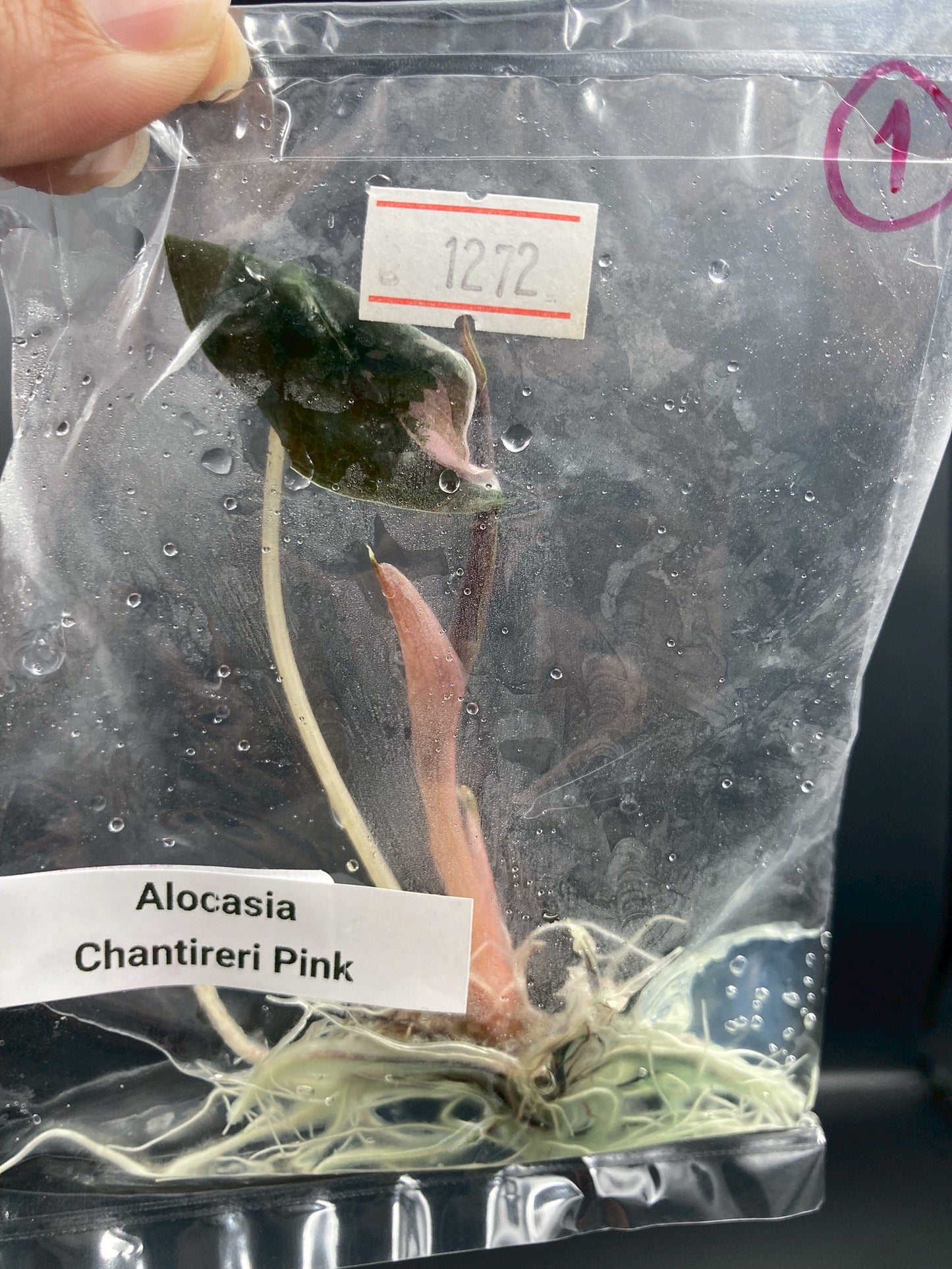 Alocasia Chantrieri Pink Variegated Tissue Culture Plant 1 PCS.