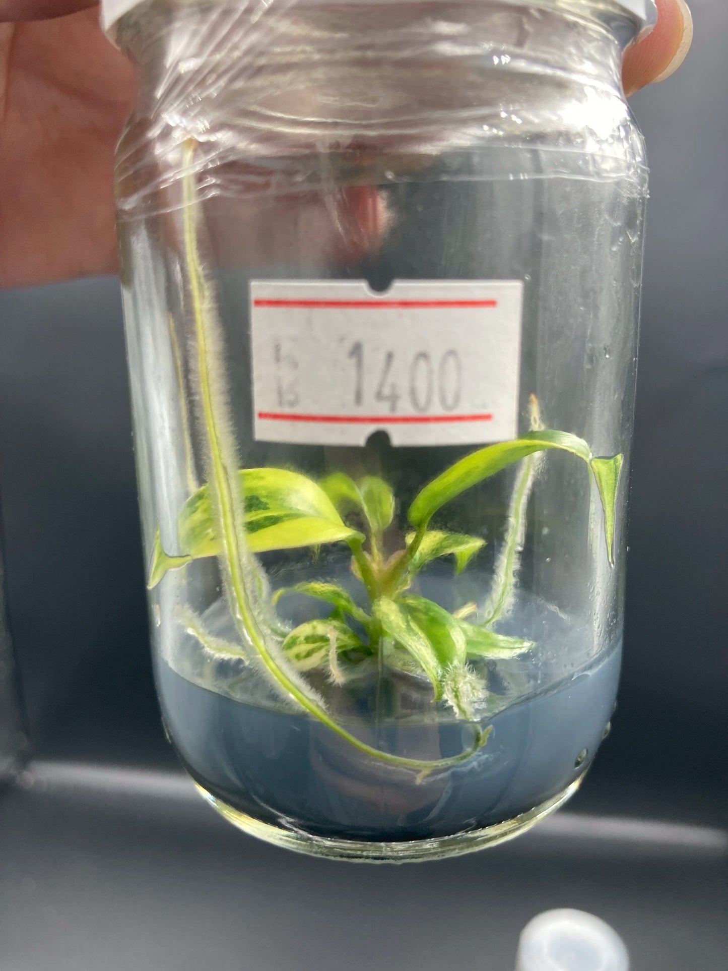 Philodendron Florida Beauty x Mayoi Variegated Tissue Culture Plant 1 PCS.