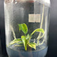 Philodendron Florida Beauty x Mayoi Variegated Tissue Culture Plant 1 PCS.