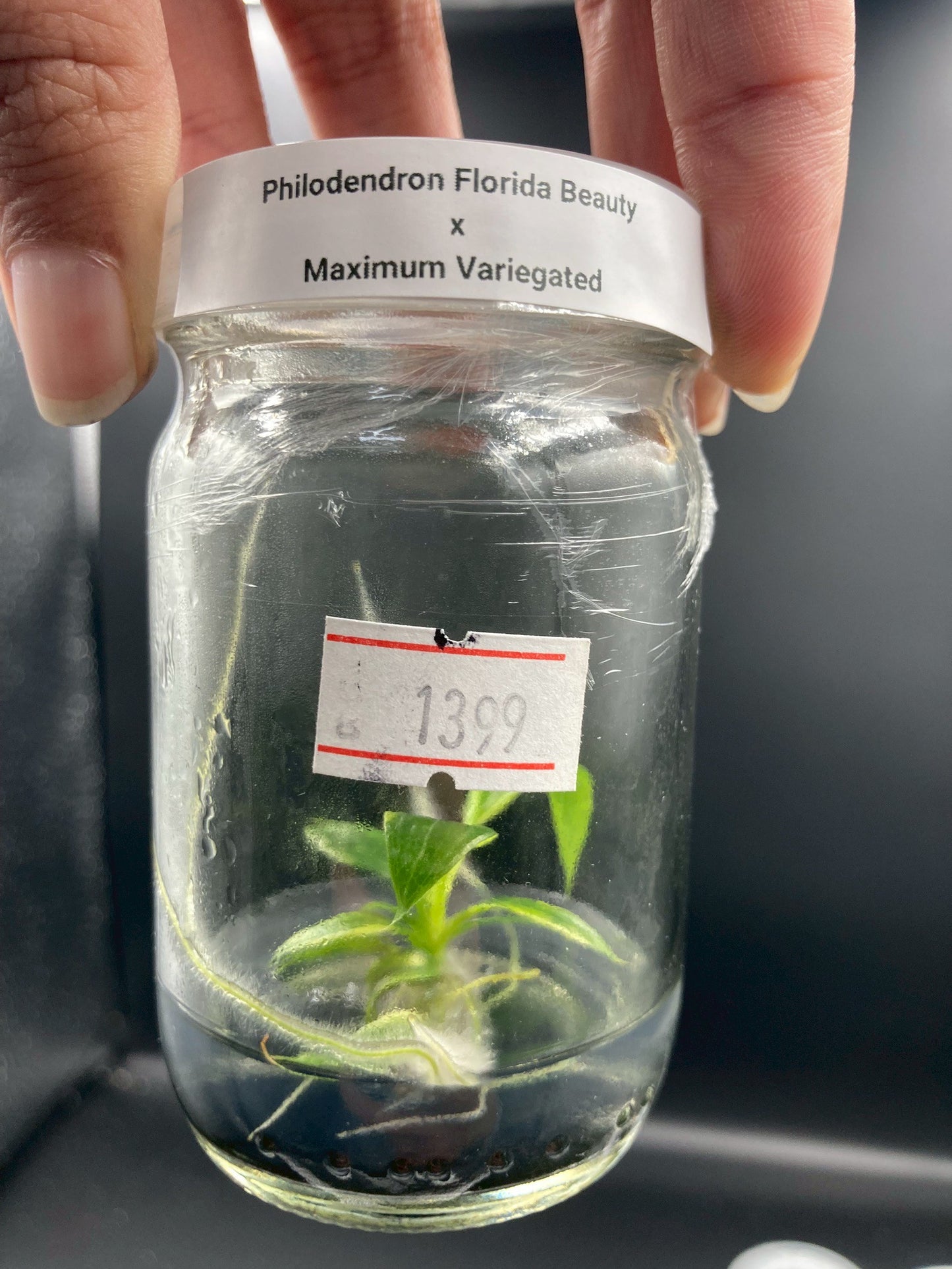 Philodendron Florida Beauty x Maximum Variegated Tissue Culture Plant 1 PCS.