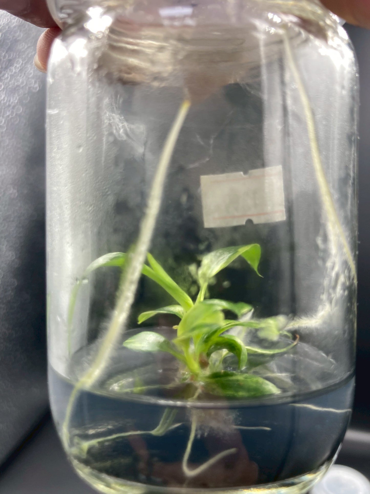 Philodendron Florida Beauty x Maximum Variegated Tissue Culture Plant 1 PCS.