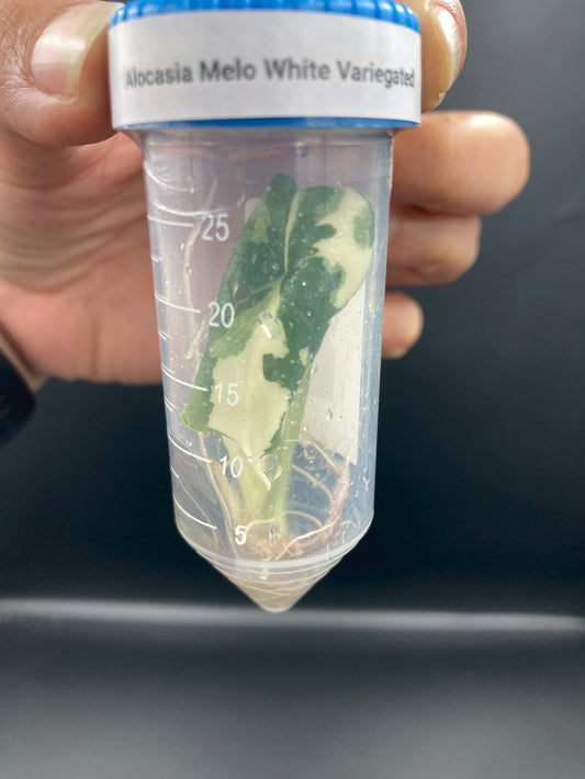 Alocasia Melo Variegated Tissue Culture Plants 1 PCS.