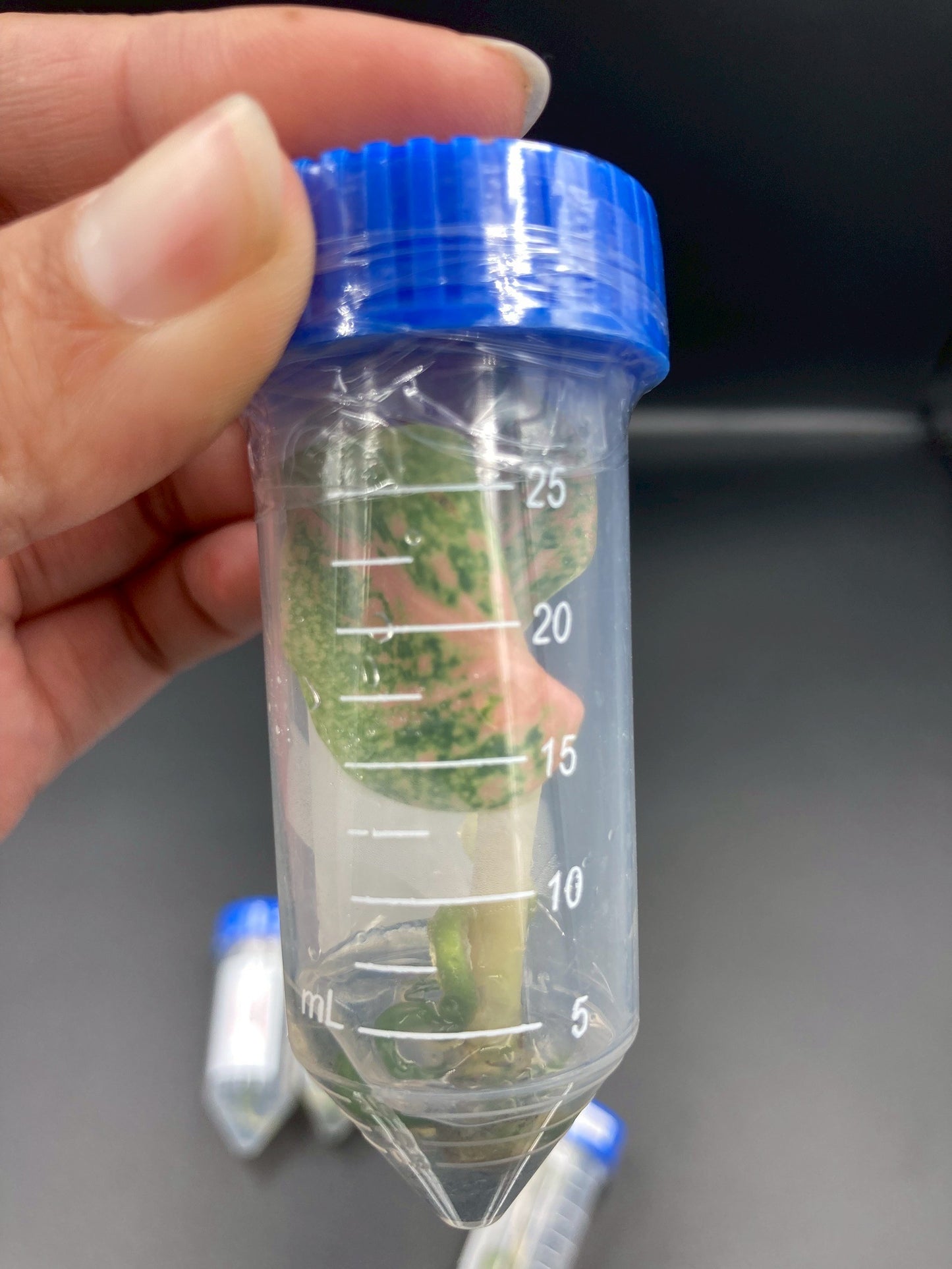 Aglaonema Orange Stardust Tissue Culture Plant 10 PCS.