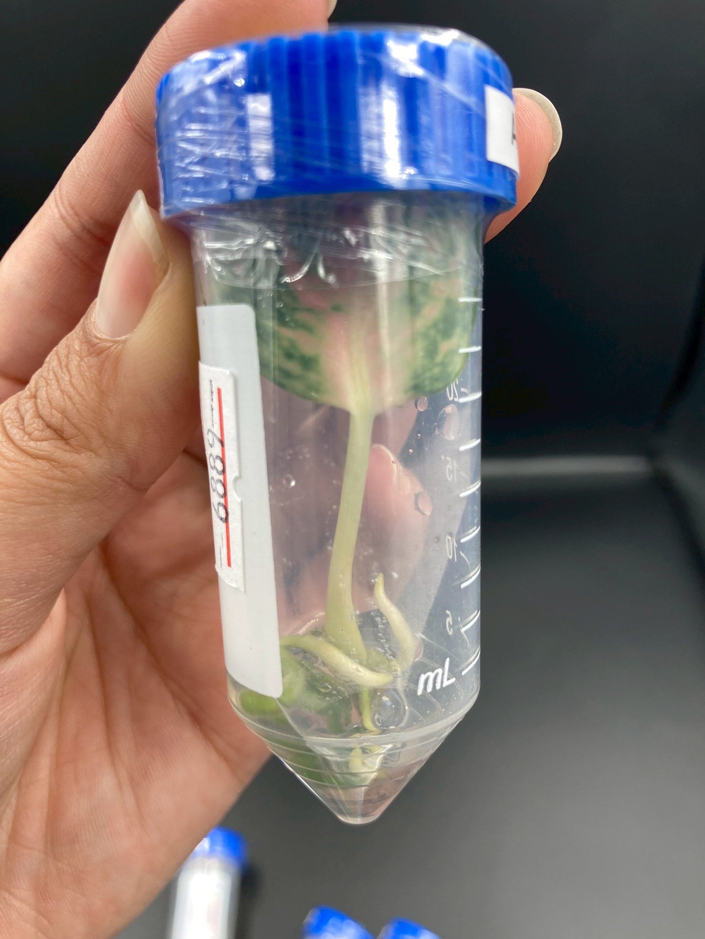 Aglaonema Orange Stardust Tissue Culture Plant 10 PCS.