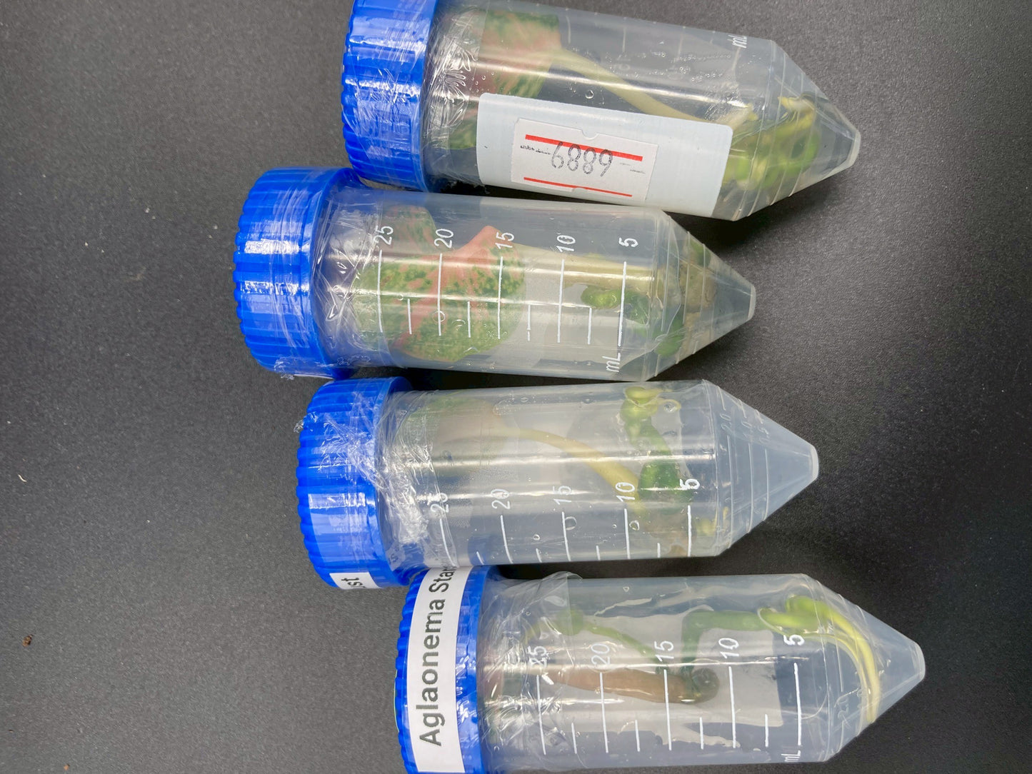 Aglaonema Orange Stardust Tissue Culture Plant 10 PCS.