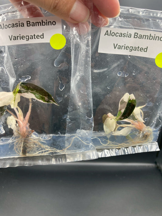 Alocasia Bambino Variegated Tissue Culture Plant 1 PCS.