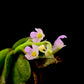 Schoenorchis Fragrans (TC) 1 PCS mini orchid