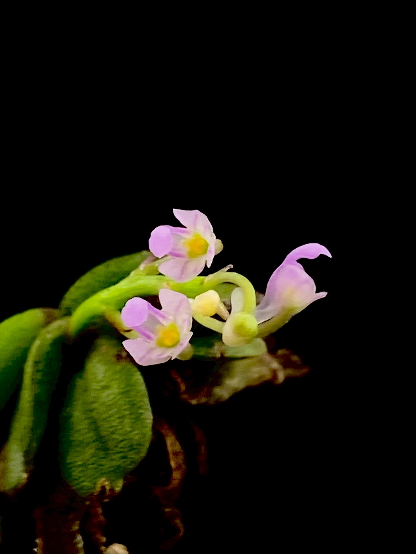 Schoenorchis Fragrans (TC) 1 PCS mini orchid