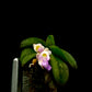 Schoenorchis Fragrans (TC) 1 PCS mini orchid