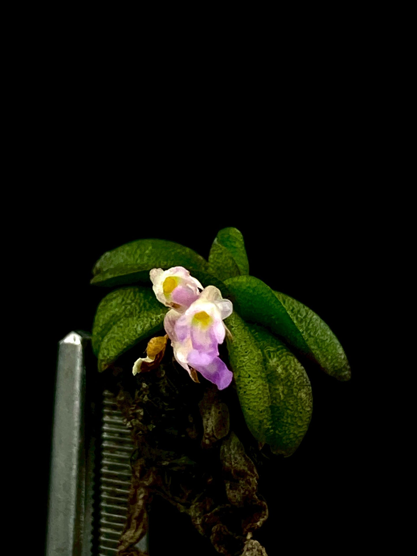 Schoenorchis Fragrans (TC) 1 PCS mini orchid