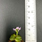 Schoenorchis Fragrans (TC) 1 PCS mini orchid