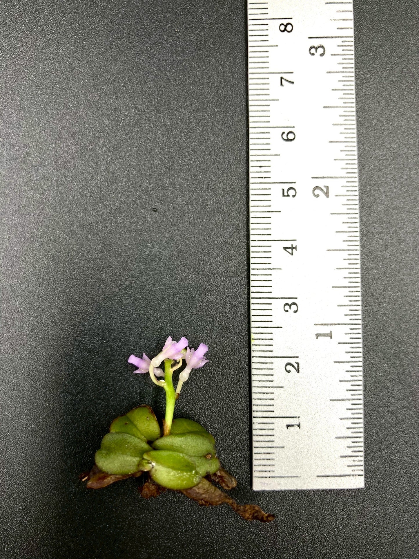 Schoenorchis Fragrans (TC) 1 PCS mini orchid