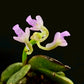 Schoenorchis Fragrans (TC) 1 PCS mini orchid