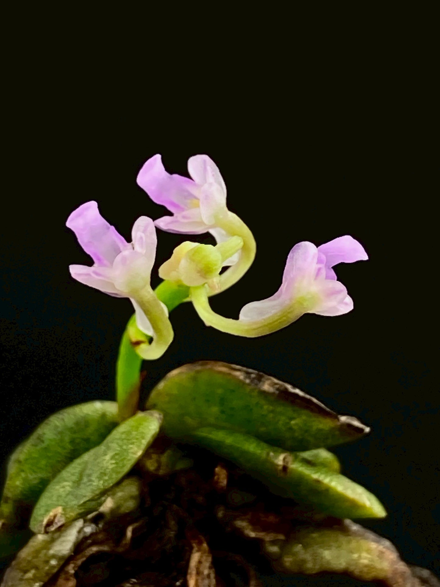 Schoenorchis Fragrans (TC) 1 PCS mini orchid
