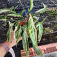 Syngonium Starlite Tissue Culture Plants 10 PCS.