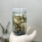 Jewel Orchid Anoectochilus Roxburghii (Sparkly) Tissue Culture Plants 10 PCS.