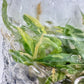 Philodendron Ring Of Fire Variegated Tissue Culture Plants 10 PCS.