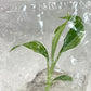Musa Florida Banana Variegated Tissue Culture plant 1 PCS.
