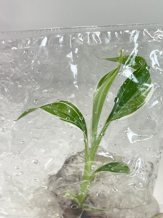 Musa Florida Banana Variegated Tissue Culture plant 1 PCS.