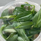 Philodendron Gloriosum Tissue Culture Plants 10 PCS.