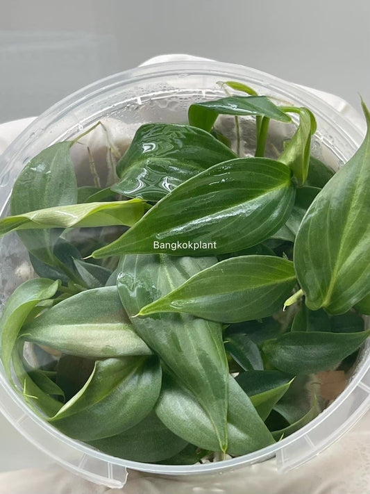 Philodendron Gloriosum Tissue Culture Plants 10 PCS.