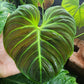 [Summer SALE !!!] Philodendron El Choco Red TC $5 / 10 p.