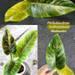 Philodendron Subhastatum Tissue Culture Plants 10 PCS.