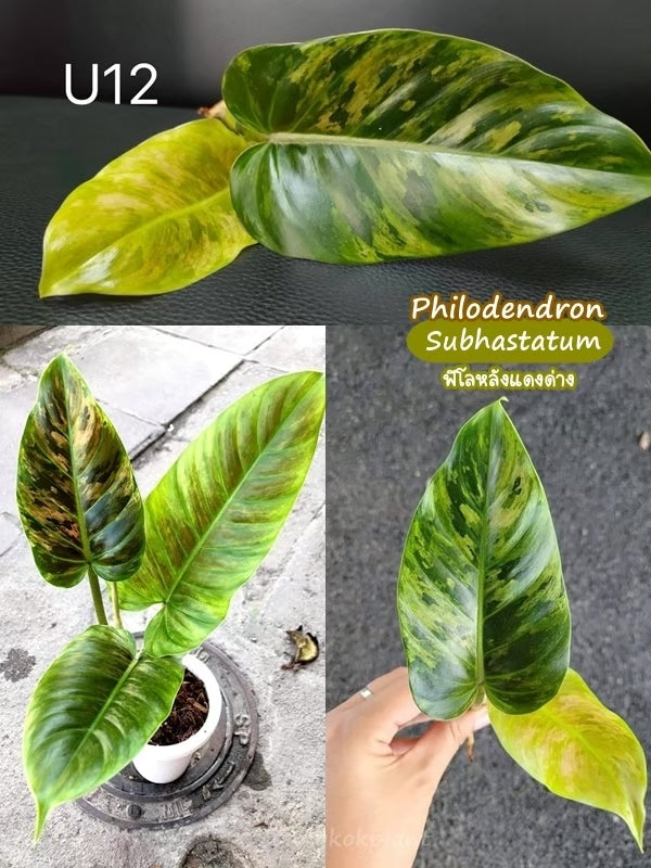 Philodendron Subhastatum Tissue Culture Plants 10 PCS.