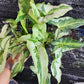 Syngonium Three King Tissue Culture Plants 10 PCS.