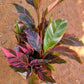 Musa Nono Banana Variegated Tissue Culture Plant 1 PCS.