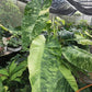 Philodendron Jose Buono Variegated Tissue Culture Plant 1 PCS.