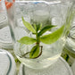 Philodendron Jose Buono Variegated Tissue Culture Plant 1 PCS.