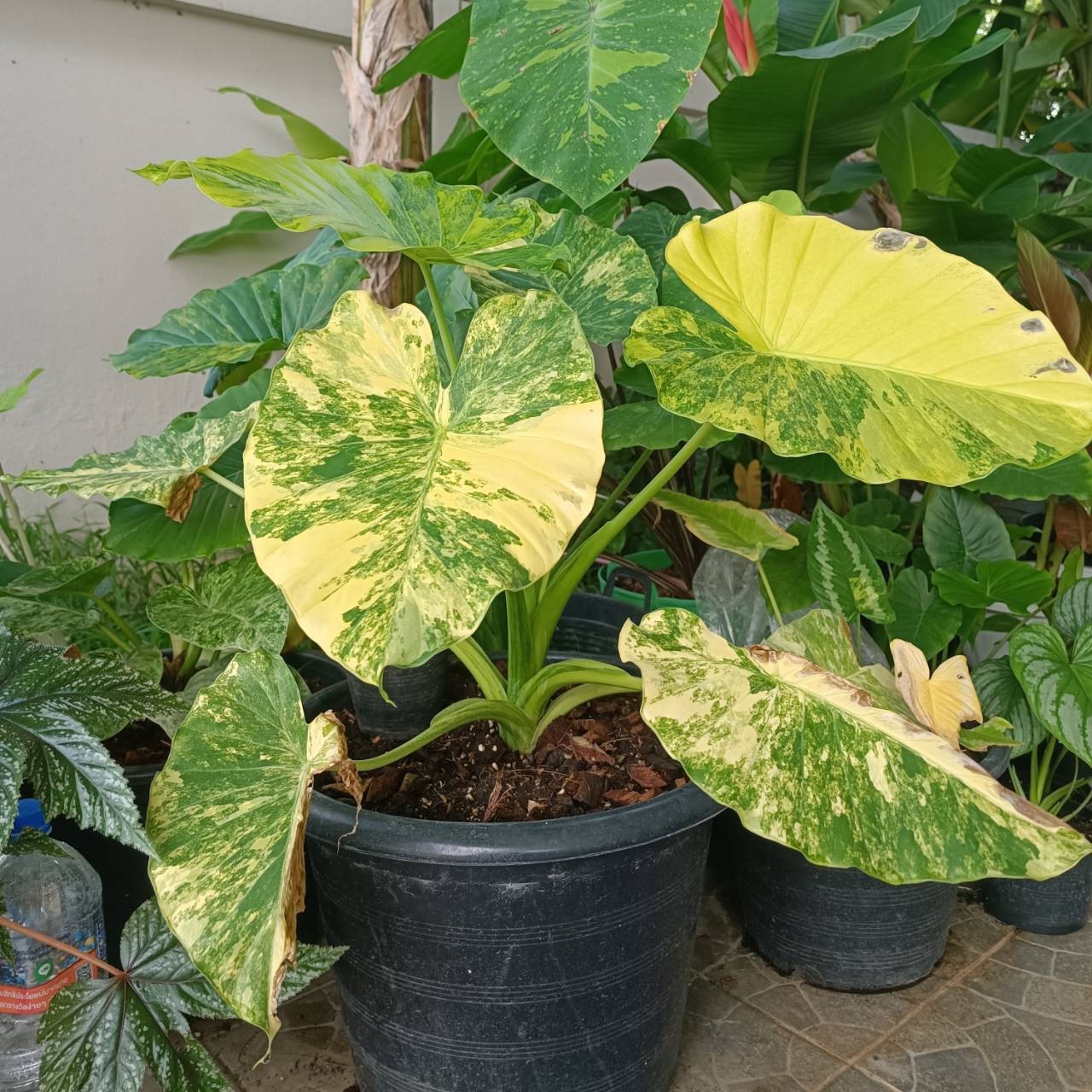 Alocasia Gageana Aurea Variegated Tissue Culture Plant 1 PCS