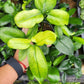 Philodendron Goeldii Mint Tissue Culture Plants 10 PCS.