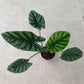 Alocasia Sinuata Tissue Culture Plants 10 PCS.