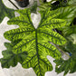 Alocasia Jacklyn Tissue Culture Plants 10 PCS.