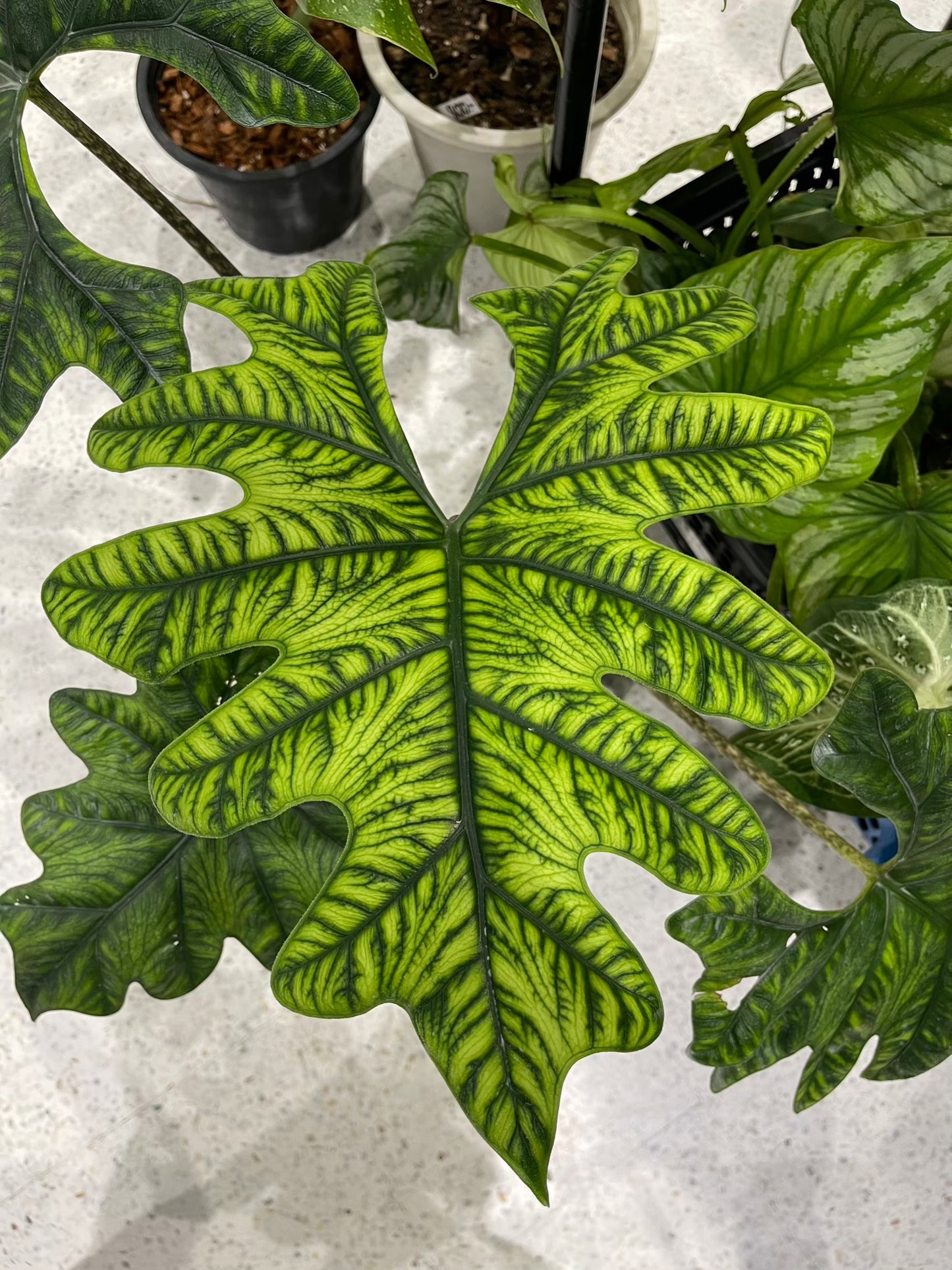 Alocasia Jacklyn Tissue Culture Plants 10 PCS.